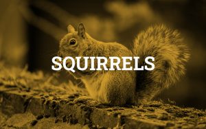 Squirrels