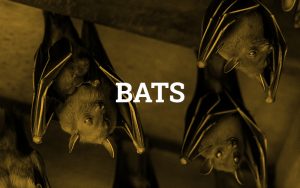 Bats
