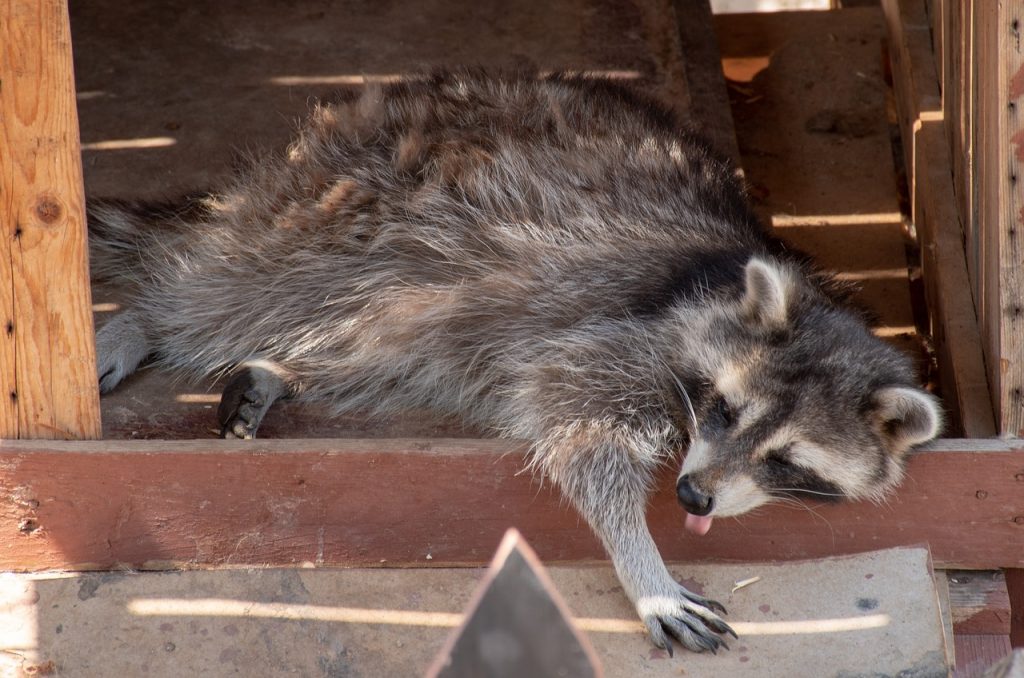 animal, funny, raccoon-3611403.jpg