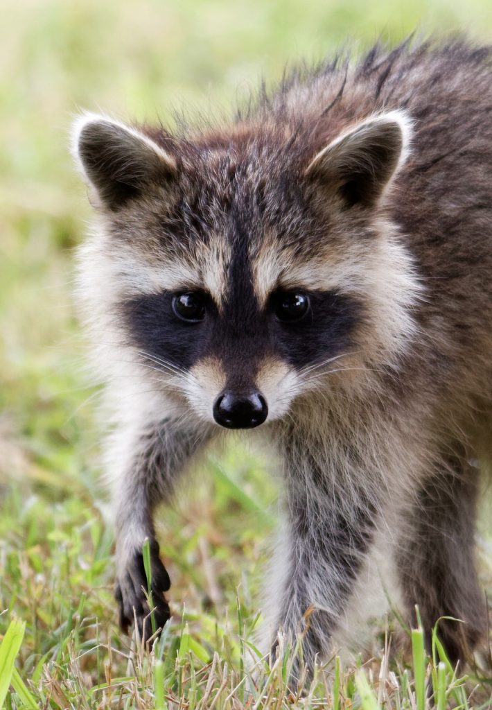 raccoon paw