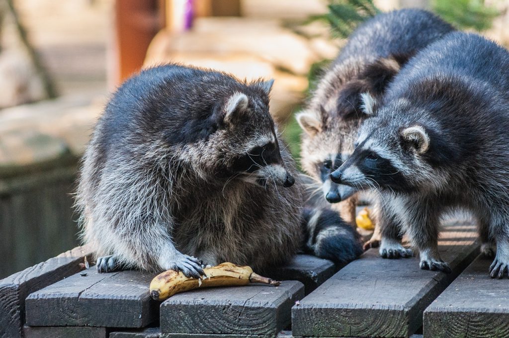 raccoon, group, animals-3944269.jpg