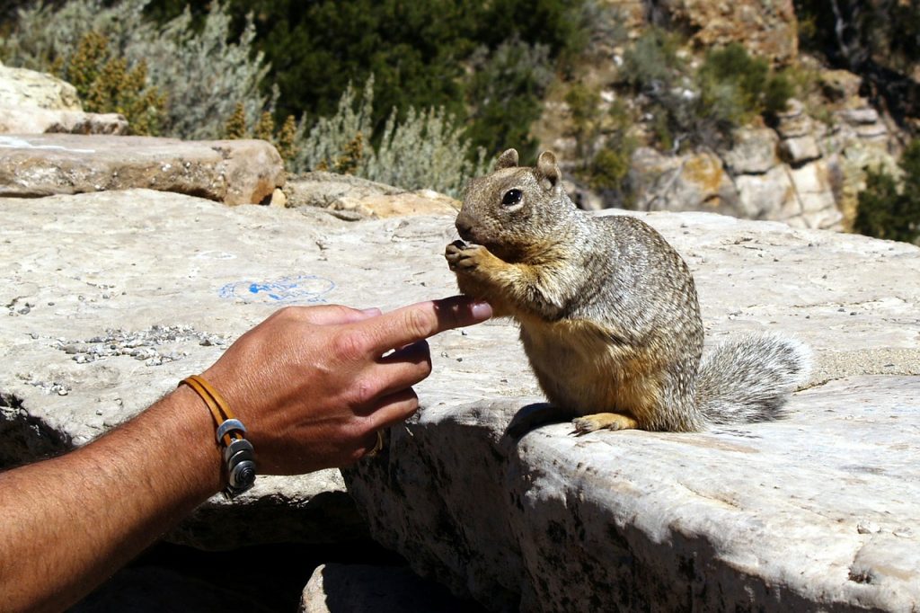 gopher, animal, hand-53260.jpg