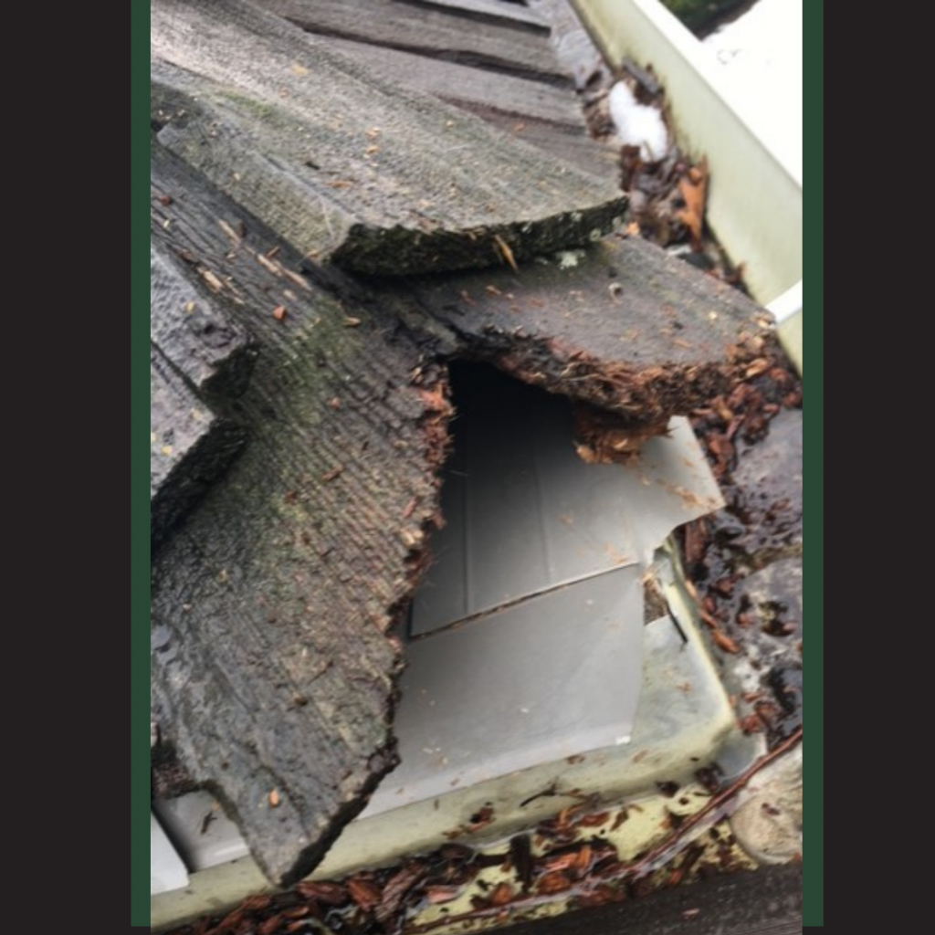 squirrel damage shingle