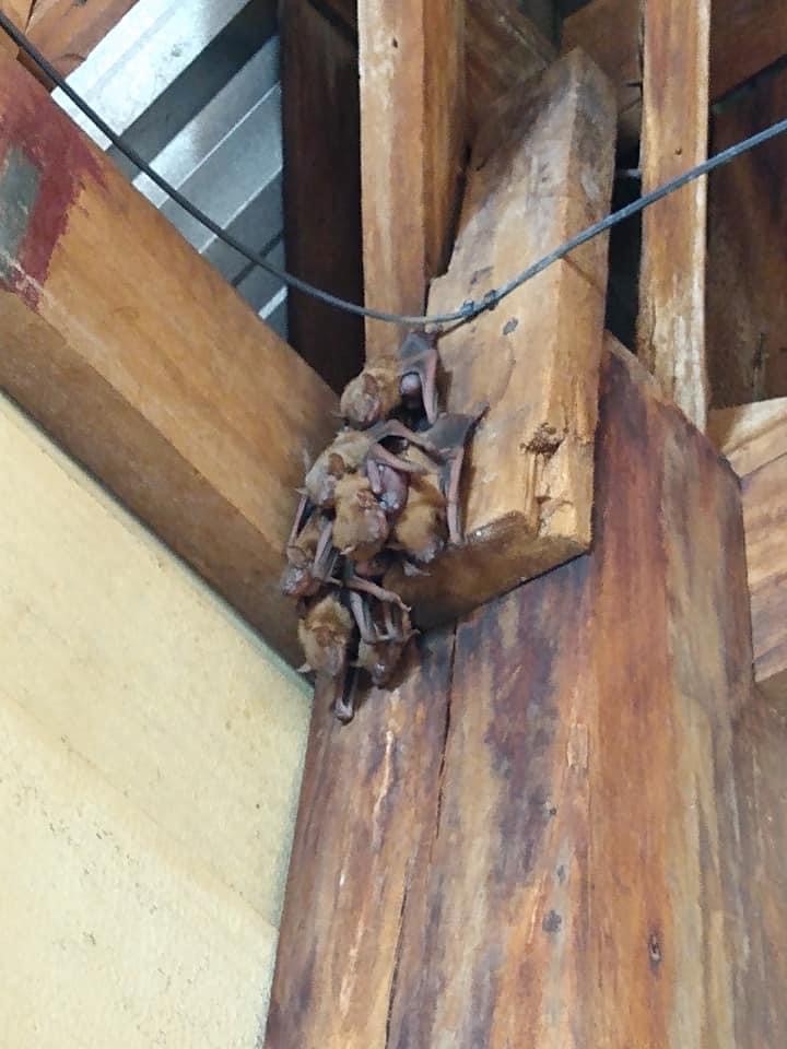 Bat exterminator cheap