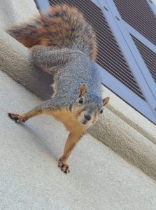 squirrel protecting nest