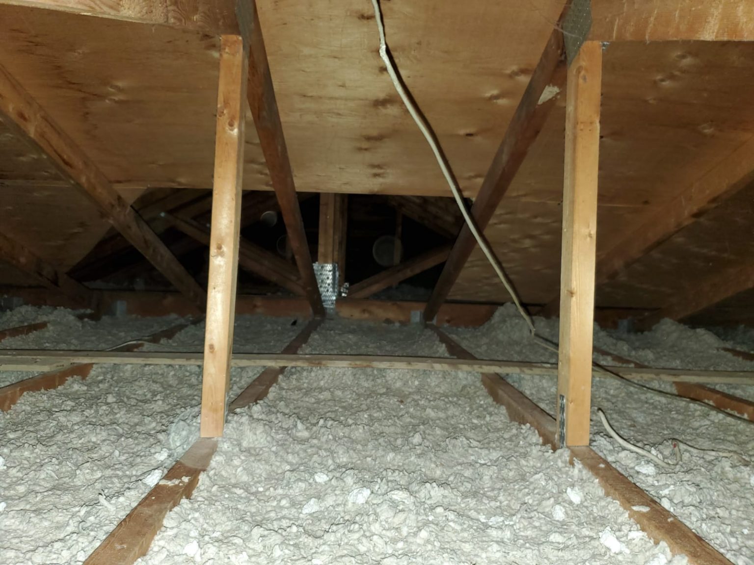 Animals in Attic - Critter Control Canada