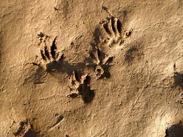 chipmunk footprints