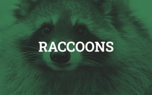 Critter control ca raccoons