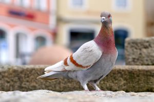 dove, bird, feathers-2994005.jpg