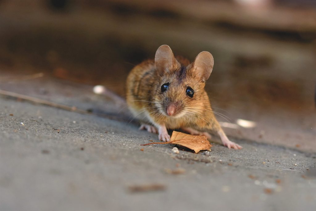 house mouse, mouse, long-tailed mouse-5043031.jpg