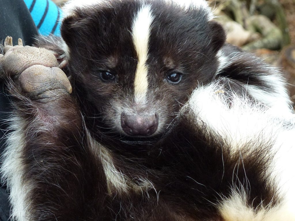 longleat, skunk, rescued-1703718.jpg