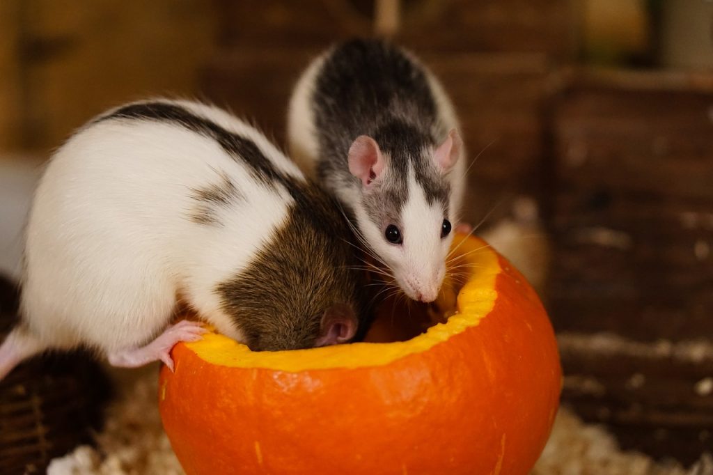 rats, color rats, cute-1759485.jpg