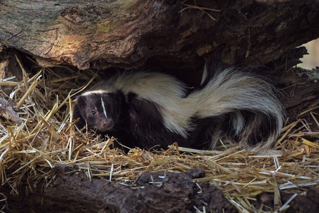 skunk, stinky, animal-3716043.jpg