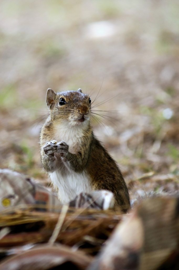 squirrel, animal, wild-3156987.jpg