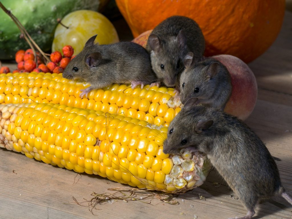 vegetables, corn, mice-928970.jpg