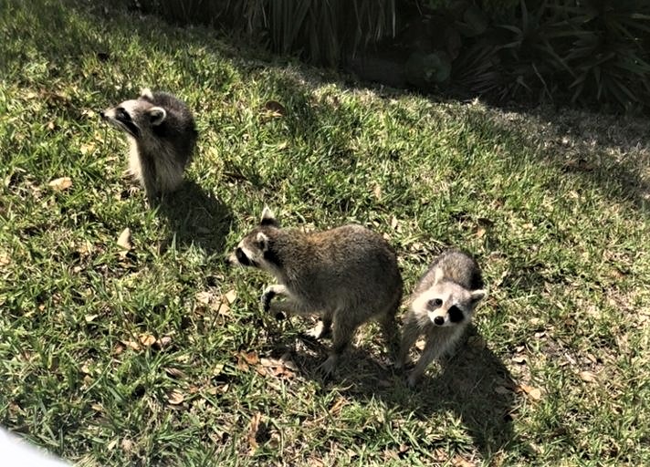 three raccoons in yard