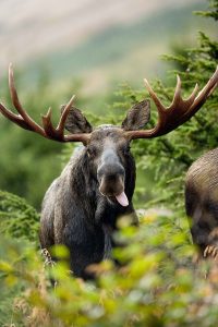 bull, shot, elk-386742.jpg