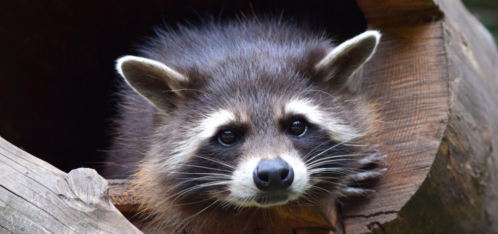 https://www.crittercontrol.ca/wp-content/uploads/2022/09/raccoon-zoo-wildlife-park-853830-e1663787234199-1024x481.jpg