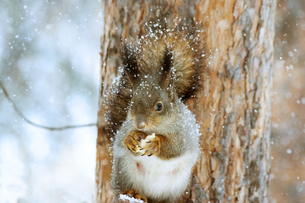 squirrel, rodent, foraging-4700919.jpg