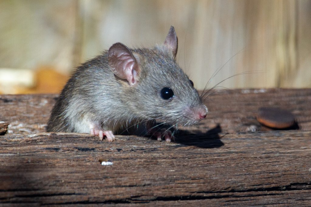 mouse hiding in house