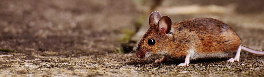 mouse, rodent, cute-1708379.jpg