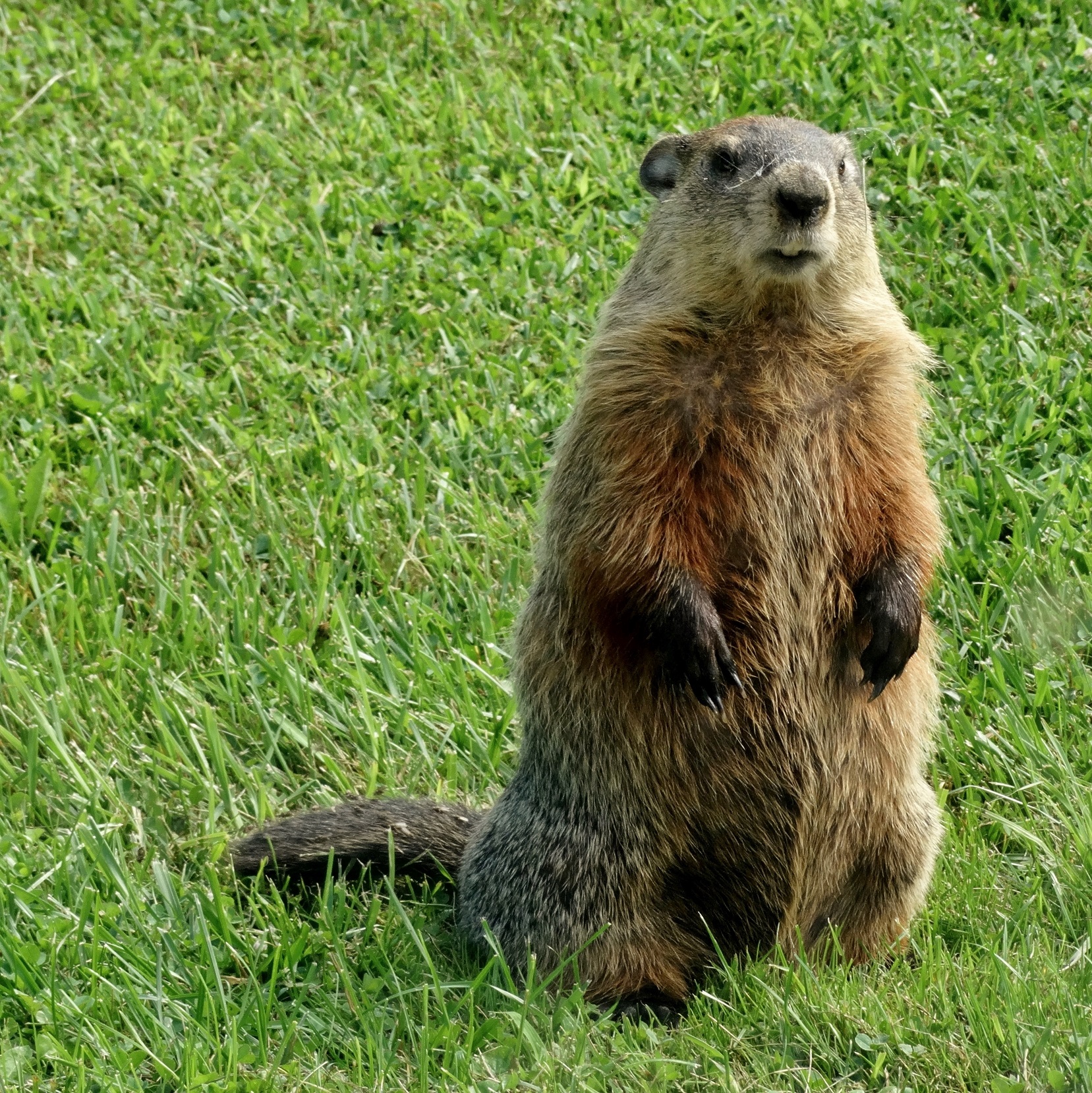 Groundhog, Gopher, Or Muskrat?  Identify These Burrowers Instantly! - 7sefwlw