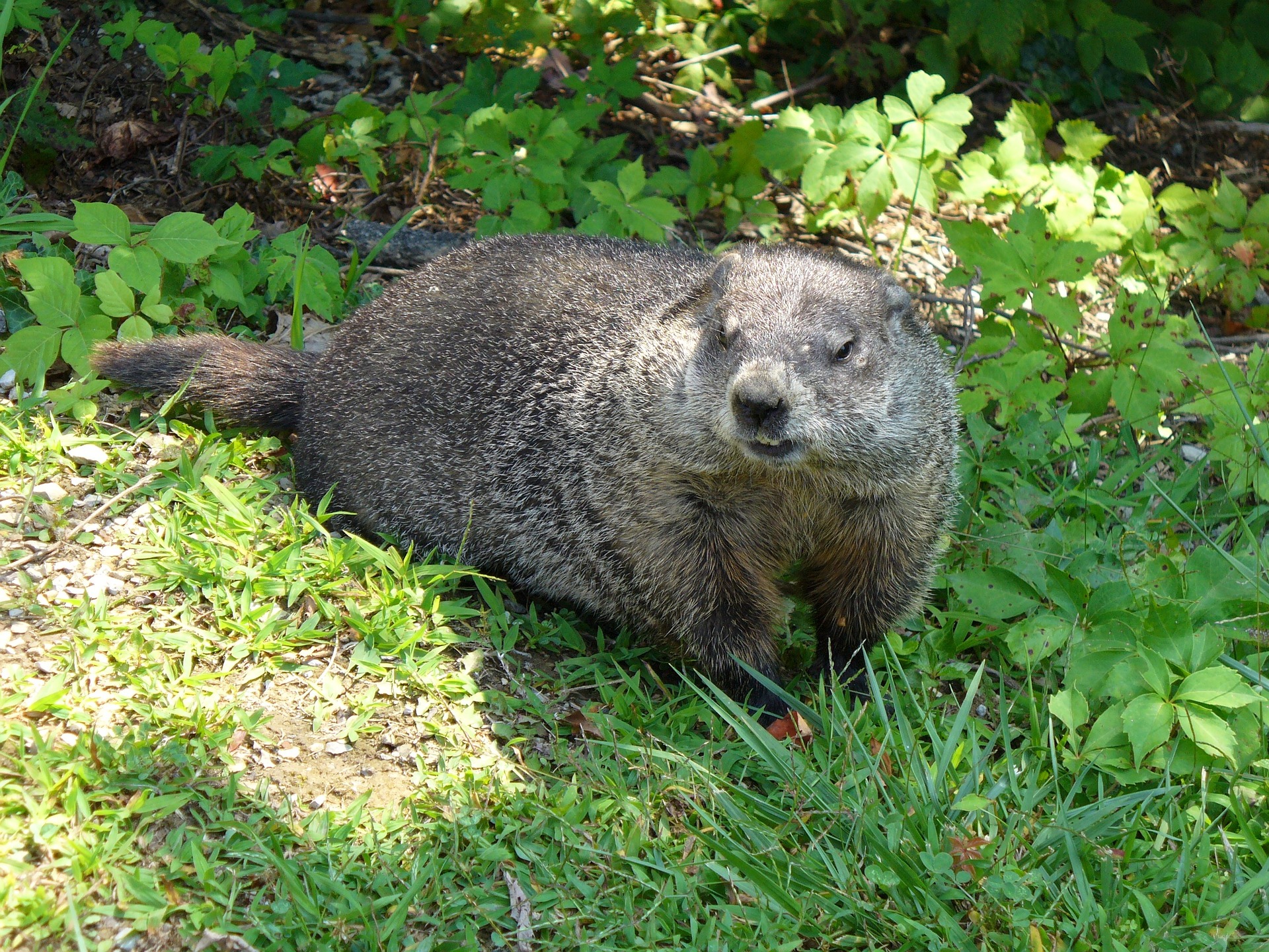 Groundhog