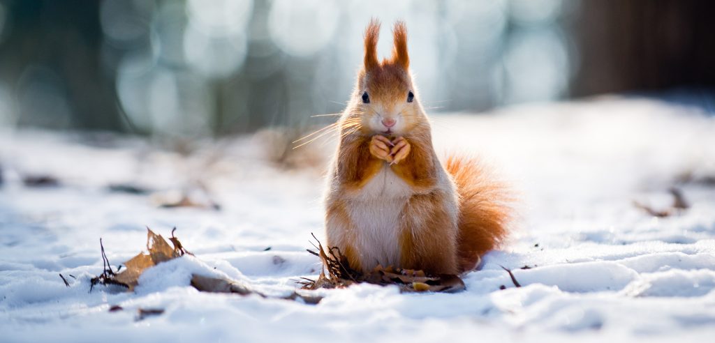 red squirrel in the snow