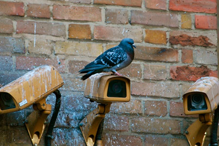 bird on security camera