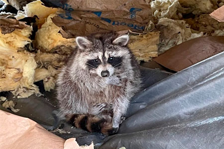 Raccoon in garage