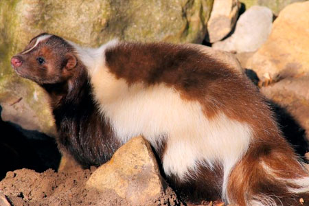 Skunk next to rocks