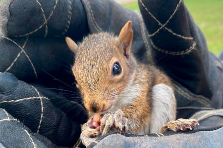 Squirrel eating