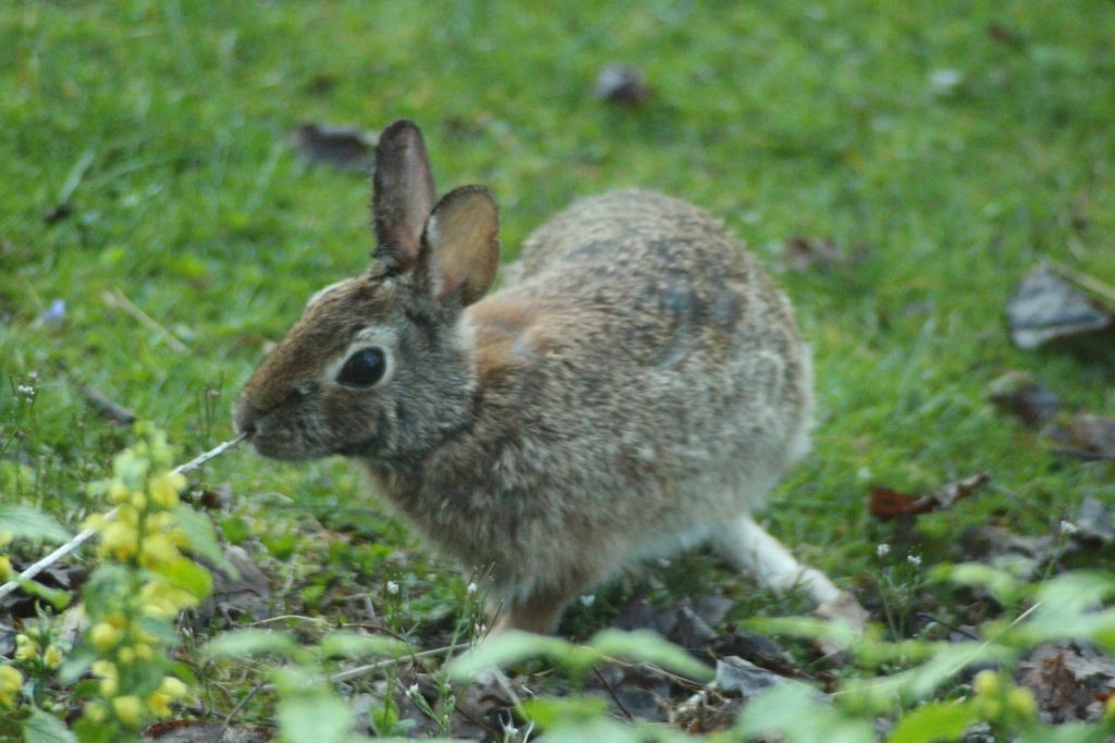 Rabbit in yard