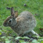 Rabbit in yard