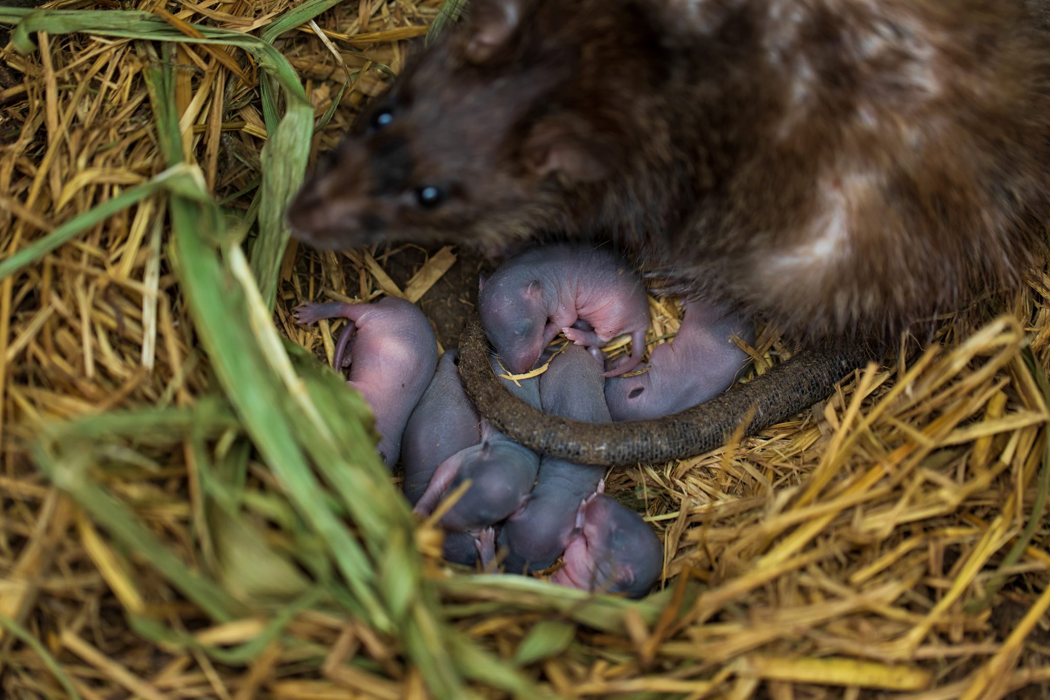 Where Do Rats Live? Critter Control Canada
