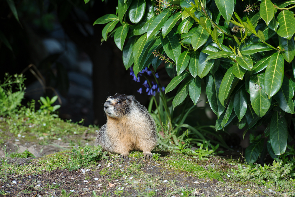 yellow bellied marmot in vancouver
