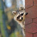Raccoon on the edge of a roof
