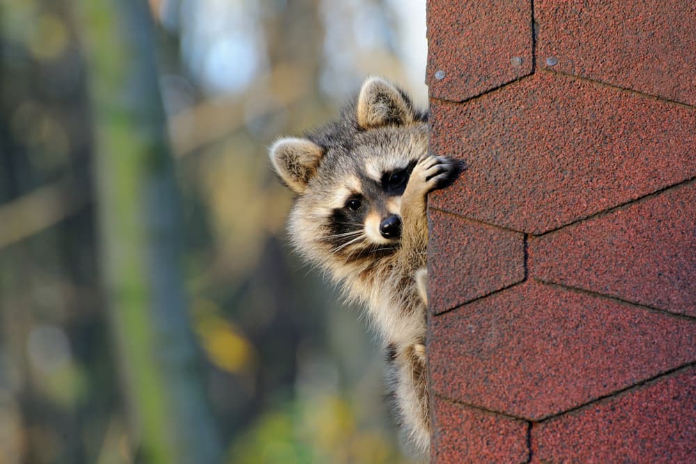 Raccoon on the edge of a roof