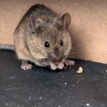 Mouise nibbling inside a home