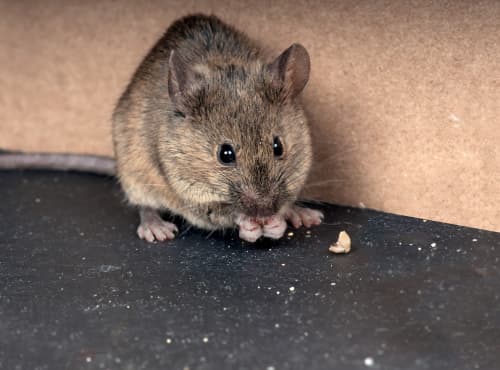 Mouise nibbling inside a home