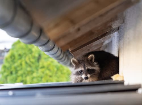 Raccoon in house gutters