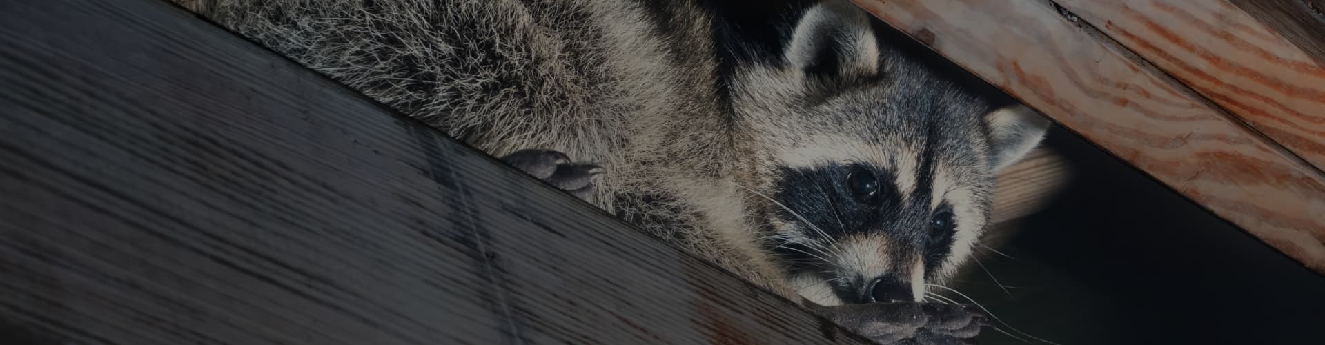 Residential Wildlife Services