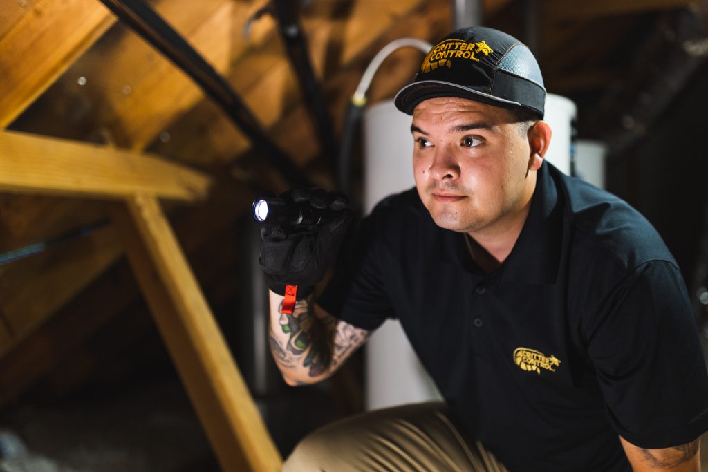attic inspection