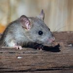 Rats