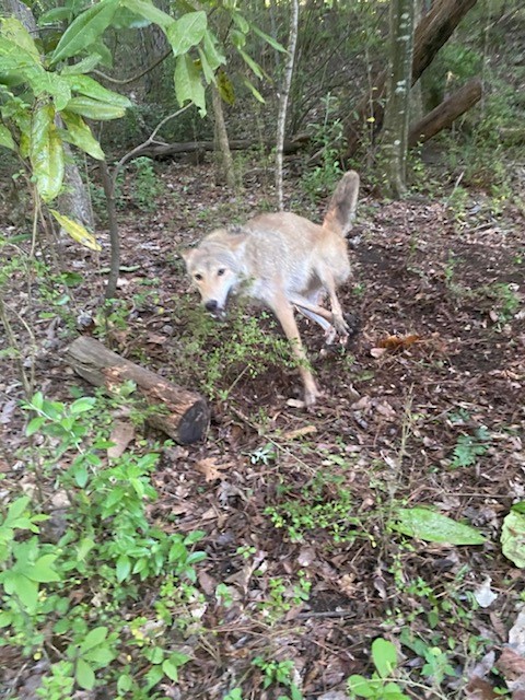 coyote running