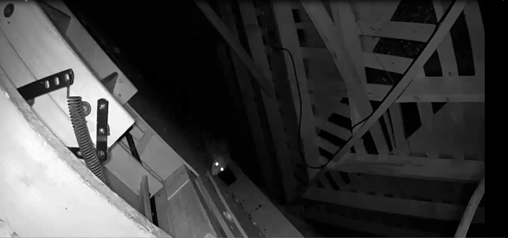 opossum climbing out of attic night thumbnail