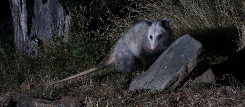 opossum at night