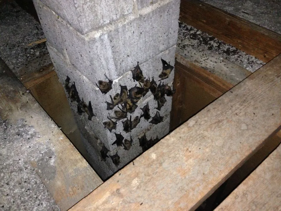bats on chimney inside