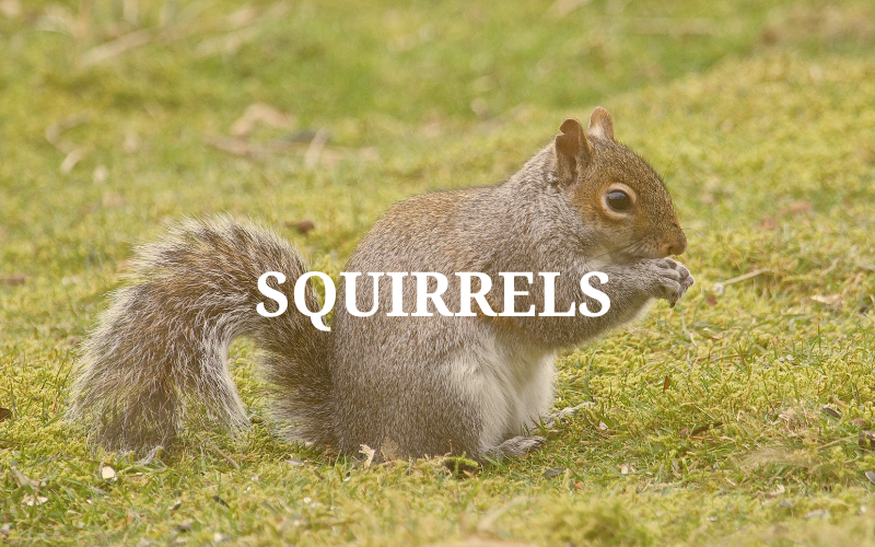 squirrel removal canada