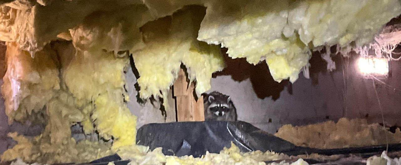 Raccoon in crawlspace page banner 2